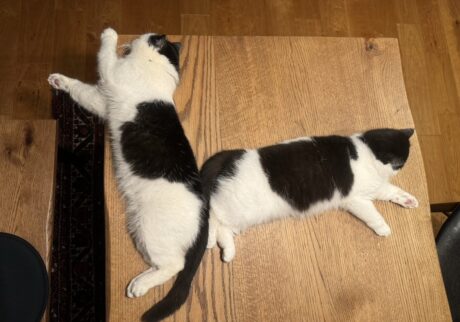 おちょこ「お尻をくっつけたら“Ｌ”の形になって、香ちゃん (ママ) とコーキくん (パパ) に大笑いされちゃった！ ぽのぽの (笑) 」【おちょこ、ぽのぽのだより。vol.202】エキゾチックショートヘア0516-3