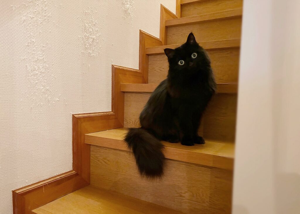 【〈LOISIR〉デザイナー・前田敬子による、保護猫・えいたと暮らす日常。 vol.74】白黒猫