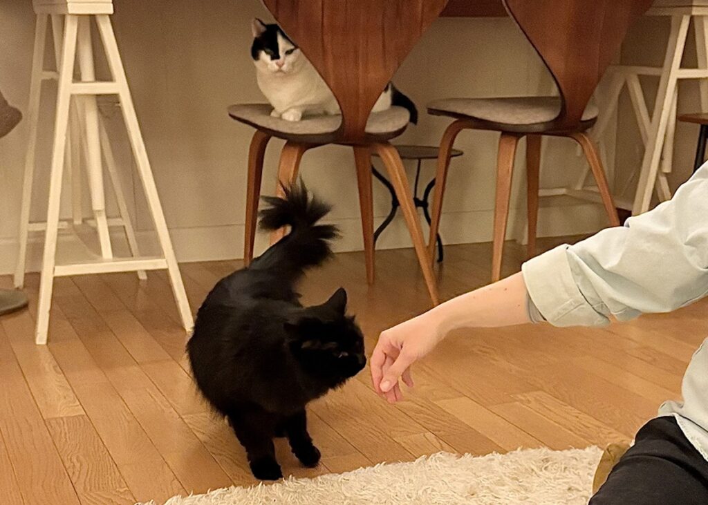 【〈LOISIR〉デザイナー・前田敬子による、保護猫・えいたと暮らす日常。 vol.74】白黒猫