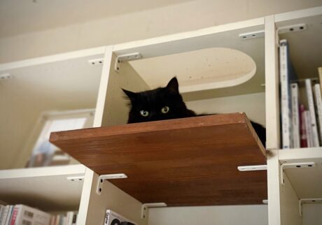 【〈LOISIR〉デザイナー・前田敬子による、保護猫・えいたと暮らす日常。 vol.74】白黒猫