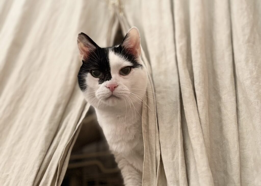 【〈LOISIR〉デザイナー・前田敬子による、保護猫・えいたと暮らす日常。 vol.74】白黒猫