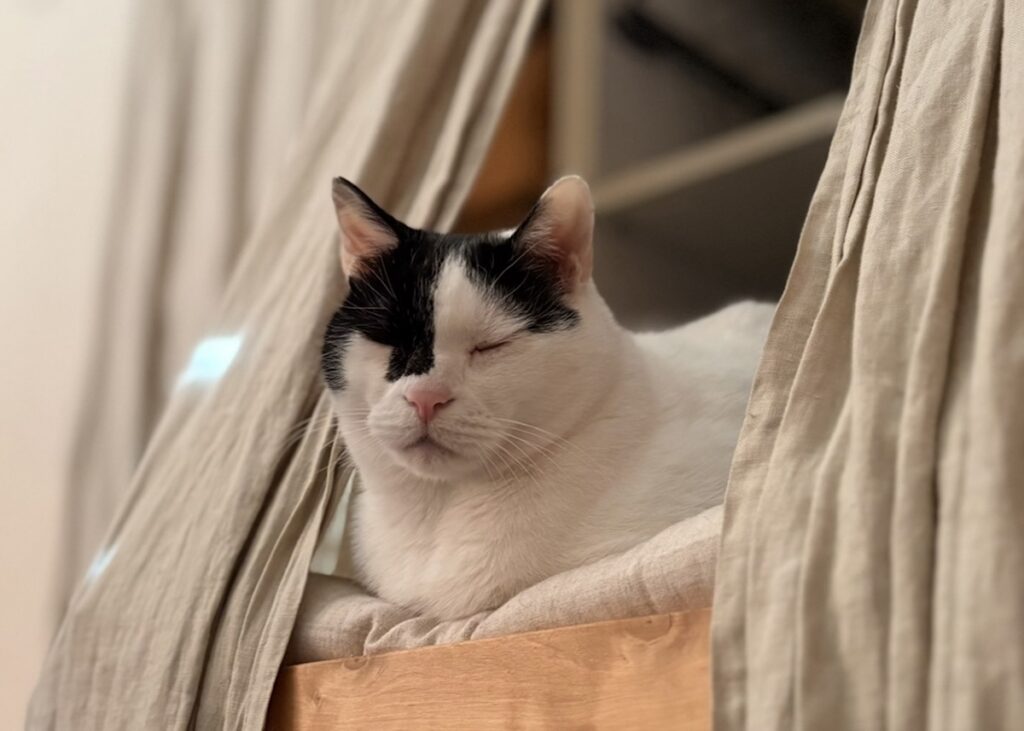 【〈LOISIR〉デザイナー・前田敬子による、保護猫・えいたと暮らす日常。 vol.74】白黒猫
