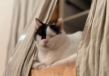 【〈LOISIR〉デザイナー・前田敬子による、保護猫・えいたと暮らす日常。 vol.74】白黒猫