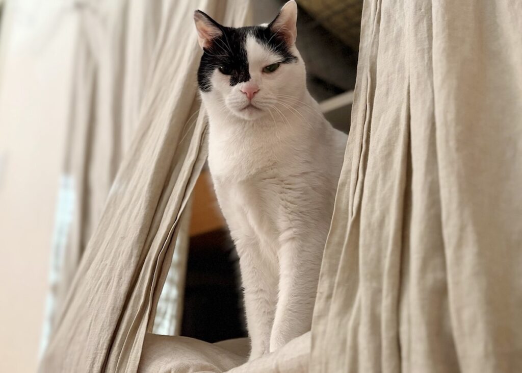 【〈LOISIR〉デザイナー・前田敬子による、保護猫・えいたと暮らす日常。 vol.74】白黒猫