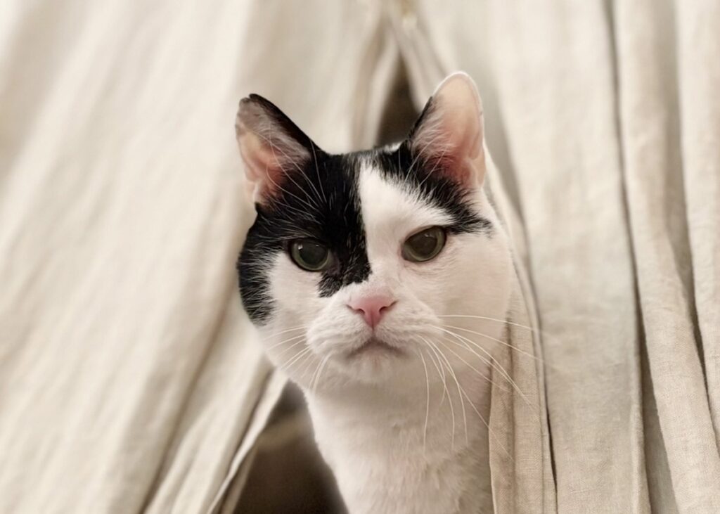 【〈LOISIR〉デザイナー・前田敬子による、保護猫・えいたと暮らす日常。 vol.74】白黒猫