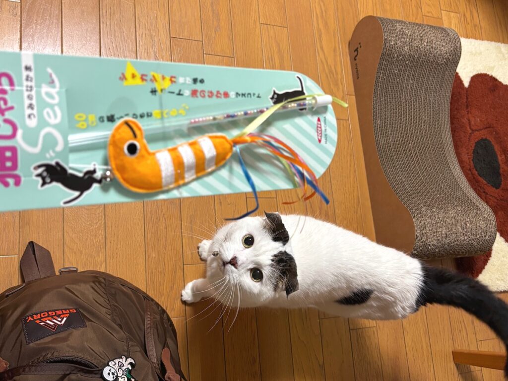 飼い主が、水族館でオレへのお土産を買ってきてくれた。その名も「猫じゃらSea」。【いなほ、オレ物語。vol.228】スコティッシュフォールド