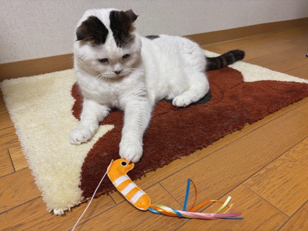 ボーダー柄のチンアナゴさん。 チンアナゴってめっちゃオシャレさんやなー!【いなほ、オレ物語。vol.228】スコティッシュフォールド