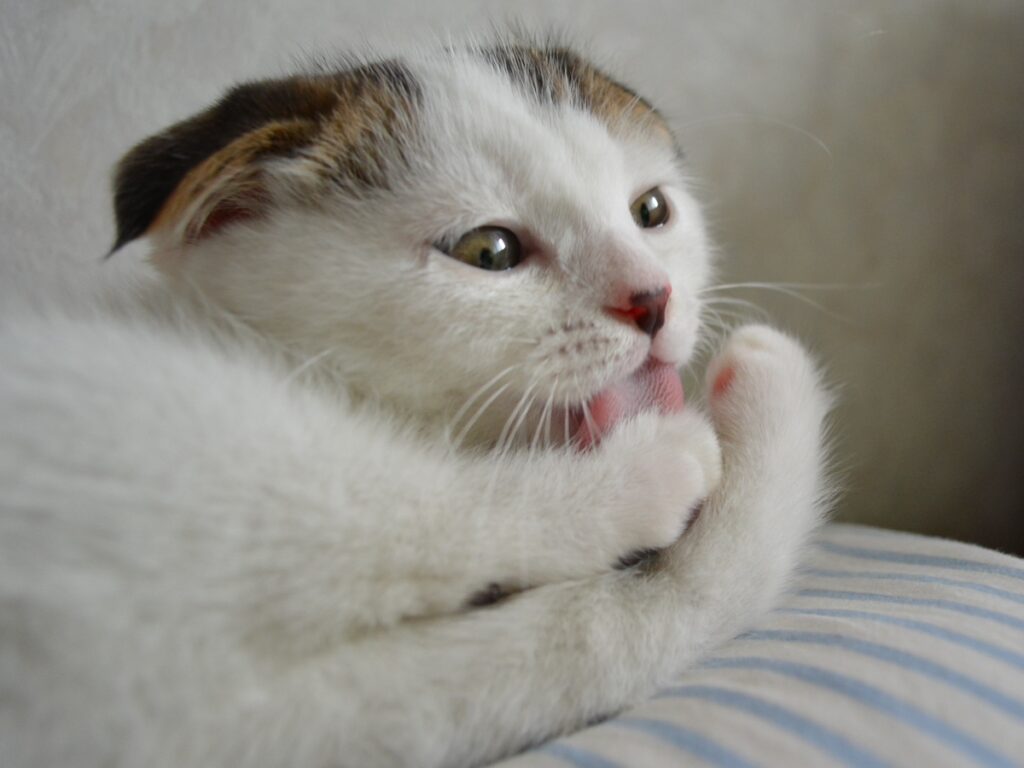 赤ちゃんのオレシリーズ。生後3か月の赤ちゃんでも、ちゃんと毛づくろいしてたんやで。【いなほ、オレ物語。vol.228】スコティッシュフォールド