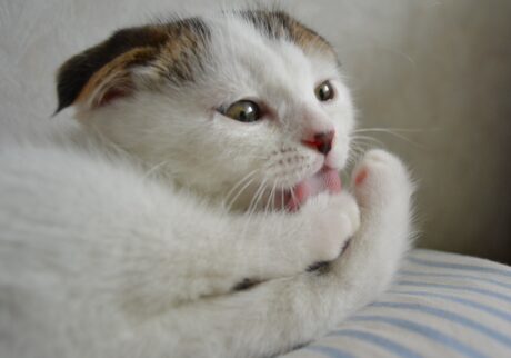 赤ちゃんのオレシリーズ。生後3か月の赤ちゃんでも、ちゃんと毛づくろいしてたんやで。【いなほ、オレ物語。vol.228】スコティッシュフォールド