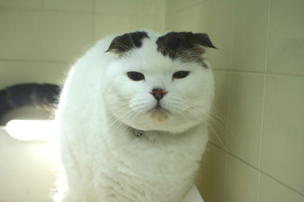 いやいや、たとえ飼い主でも、今はそんなにジーッと見られると困るわー。【いなほ、オレ物語。vol.228】スコティッシュフォールド
