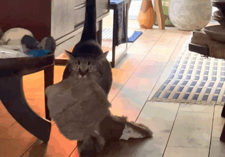 ボク流の看病。【ぽっちゃり猫、れみのピースフル記。vol.89】