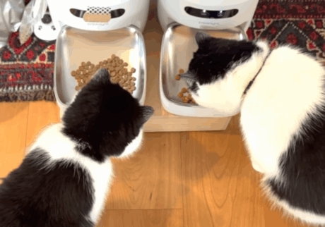 ハイテクメカ、導入！【おちょこ、ぽのぽのだより。vol.204】