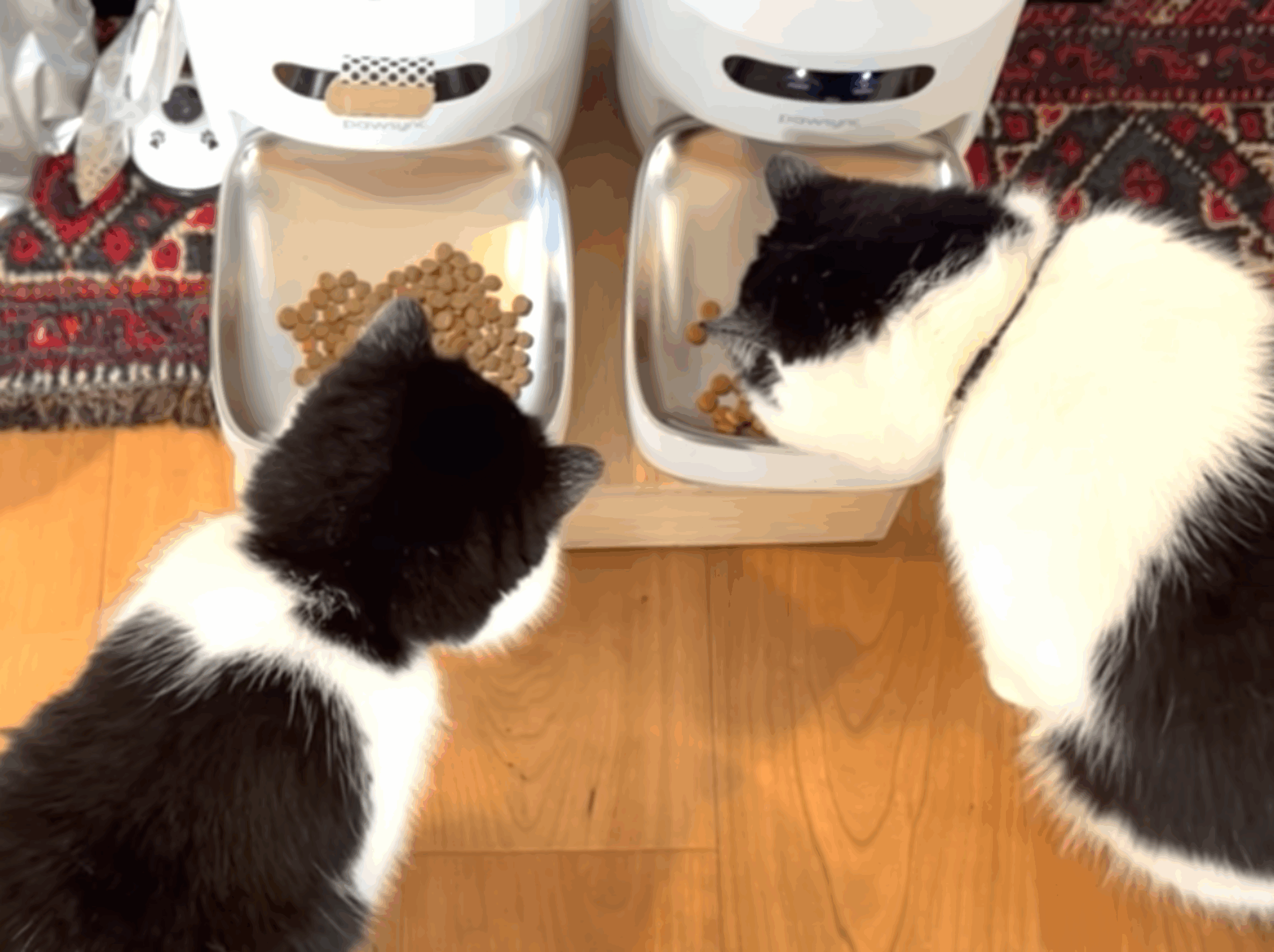 ハイテクメカ、導入！【おちょこ、ぽのぽのだより。vol.204】
