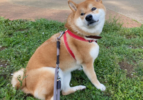 ハルくん、晩春から初夏を堪能中。柴犬子犬ハルのワンダフルライフ