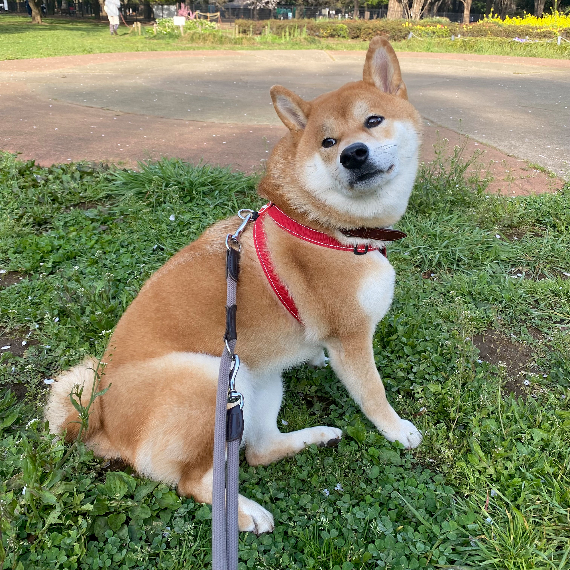 ハルくん、晩春から初夏を堪能中。