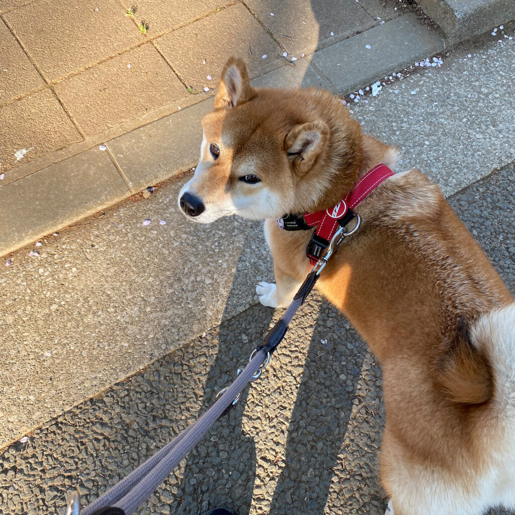 ハルくん、晩春から初夏を堪能中。柴犬子犬ハルのワンダフルライフ