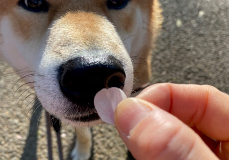 ハルくん、晩春から初夏を堪能中。柴犬子犬ハルのワンダフルライフ