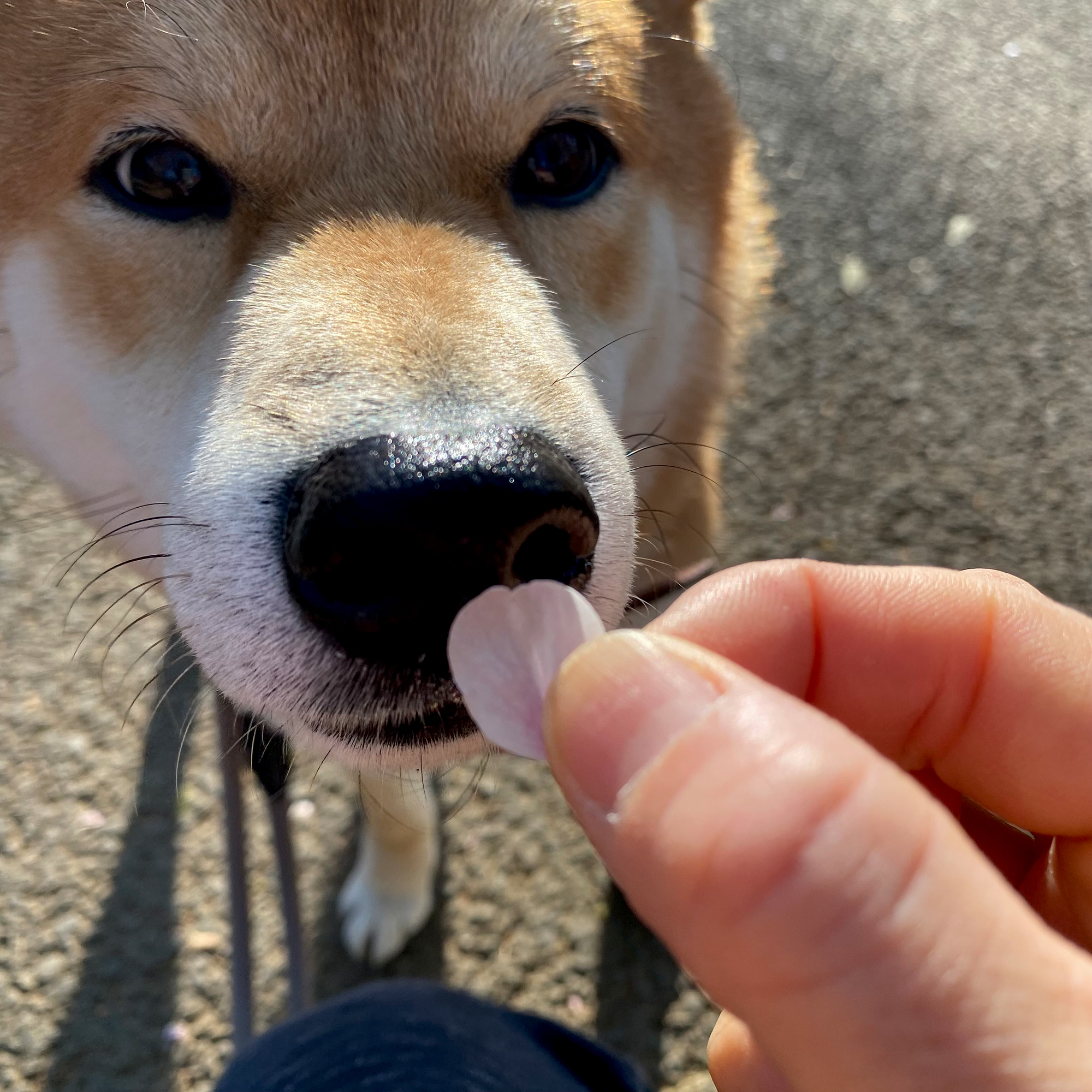 アンド プレミアムの看板犬、ハルのワンダフルライフ。毎週月金更新！