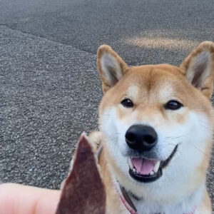 ハルくん、おやつちょうだい。 柴犬子犬ハルのワンダフルライフ