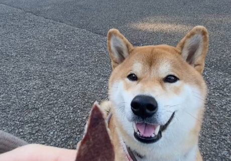 ハルくん、おやつちょうだい。 柴犬子犬ハルのワンダフルライフ