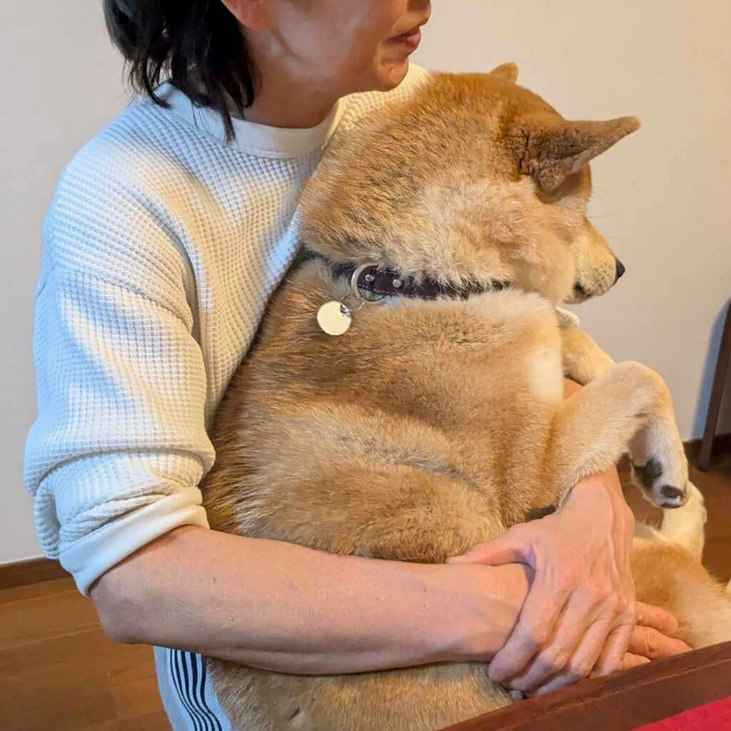 ハルくん、ムチムチ期。柴犬子犬ハルのワンダフルライフ