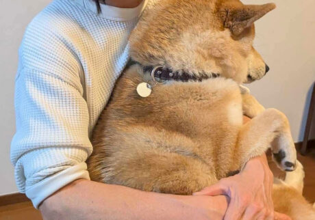 ハルくん、ムチムチ期。柴犬子犬ハルのワンダフルライフ