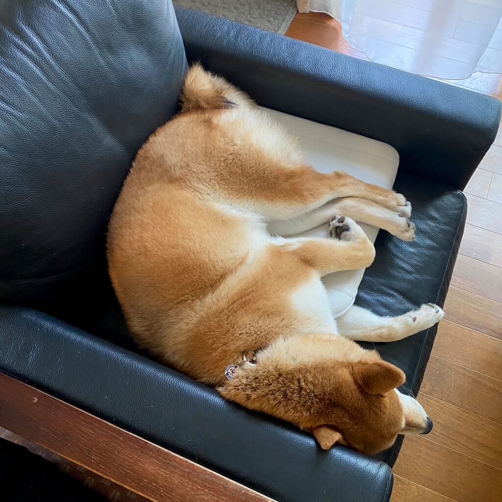 ハルくん、ムチムチ期。柴犬子犬ハルのワンダフルライフ