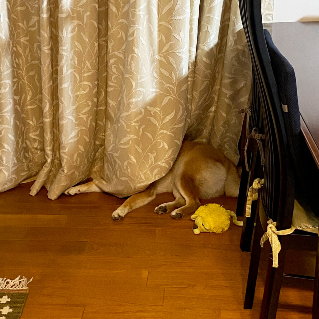 ハルくん、ムチムチ期。柴犬子犬ハルのワンダフルライフ