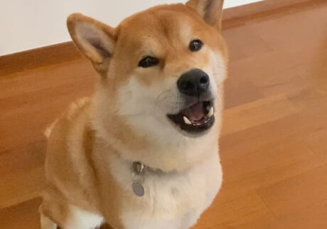 ハルくん、主張する。柴犬子犬ハルのワンダフルライフ