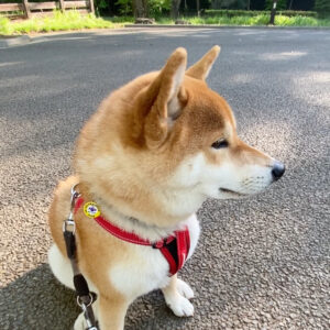 ハルくん、朝んぽ休憩中。柴犬子犬ハルのワンダフルライフ