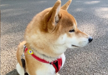 ハルくん、朝んぽ休憩中。柴犬子犬ハルのワンダフルライフ
