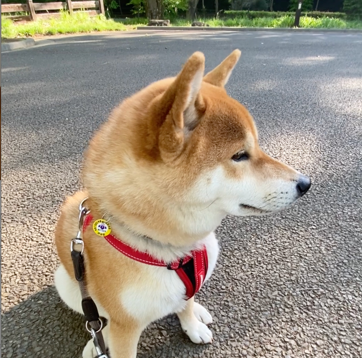 ハルくん、朝んぽ休憩中。