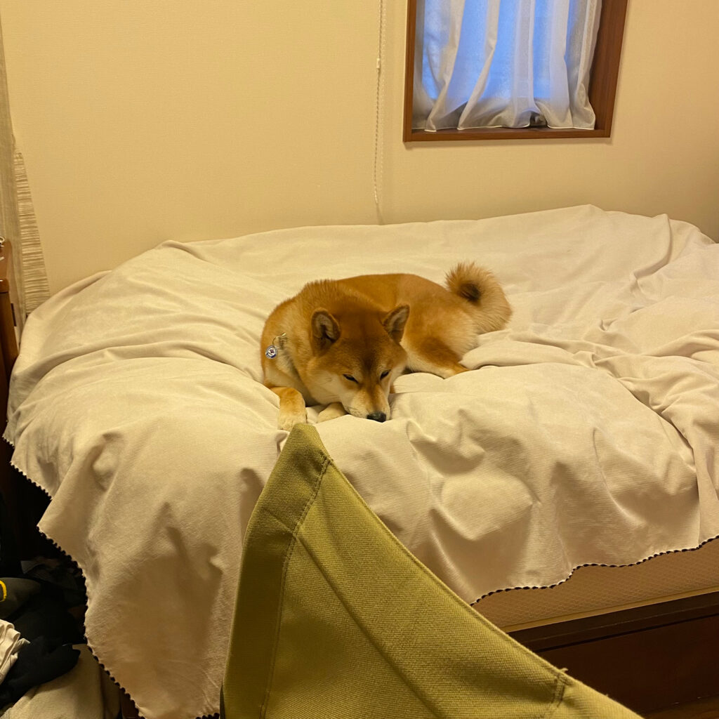 ハルくん、あっちこっち寝。 柴犬子犬ハルのワンダフルライフ