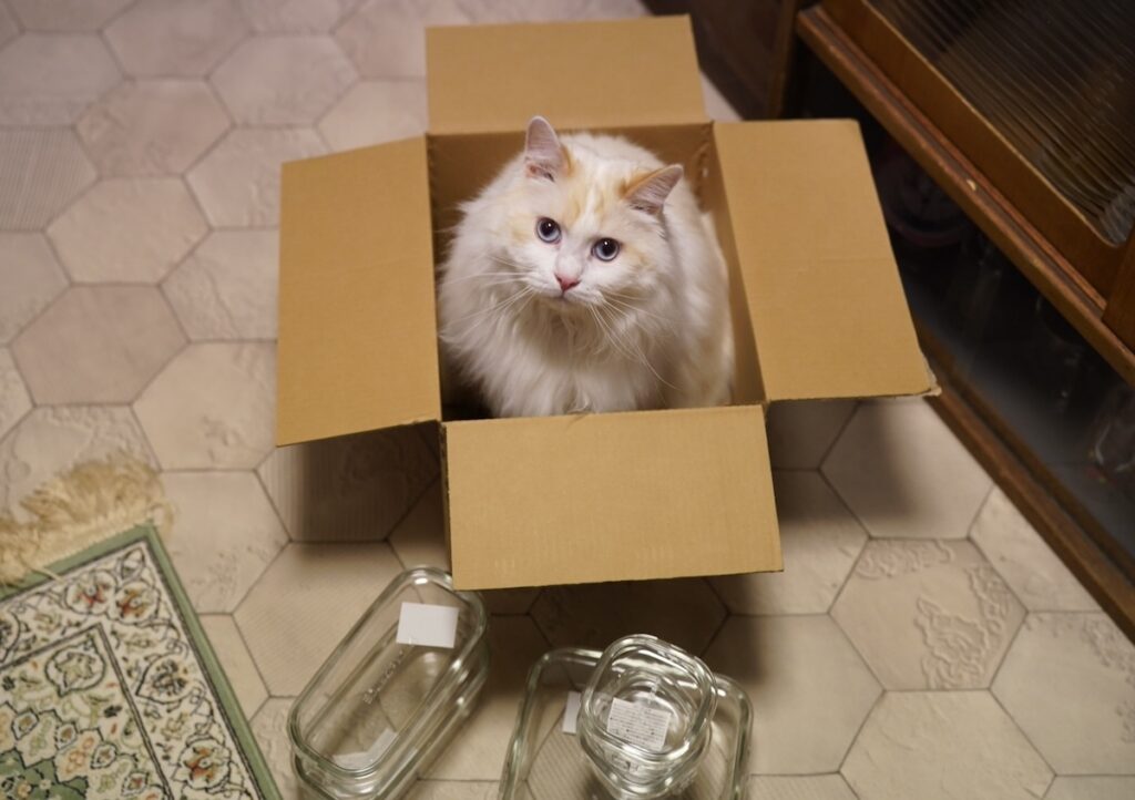 安全確認できたよ〜。おれってば、ほんと“しごでき”ねこ。【ファニーボーイ・スイのユニークな日々。】マンチカン