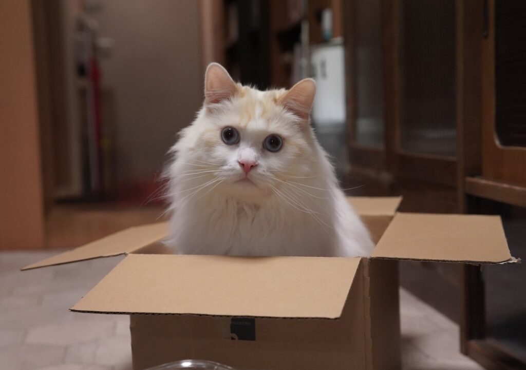 おうちの安全は、隊長であるおれが守るよ。ところで、この箱で遊んでいい？【ファニーボーイ・スイのユニークな日々。】マンチカン