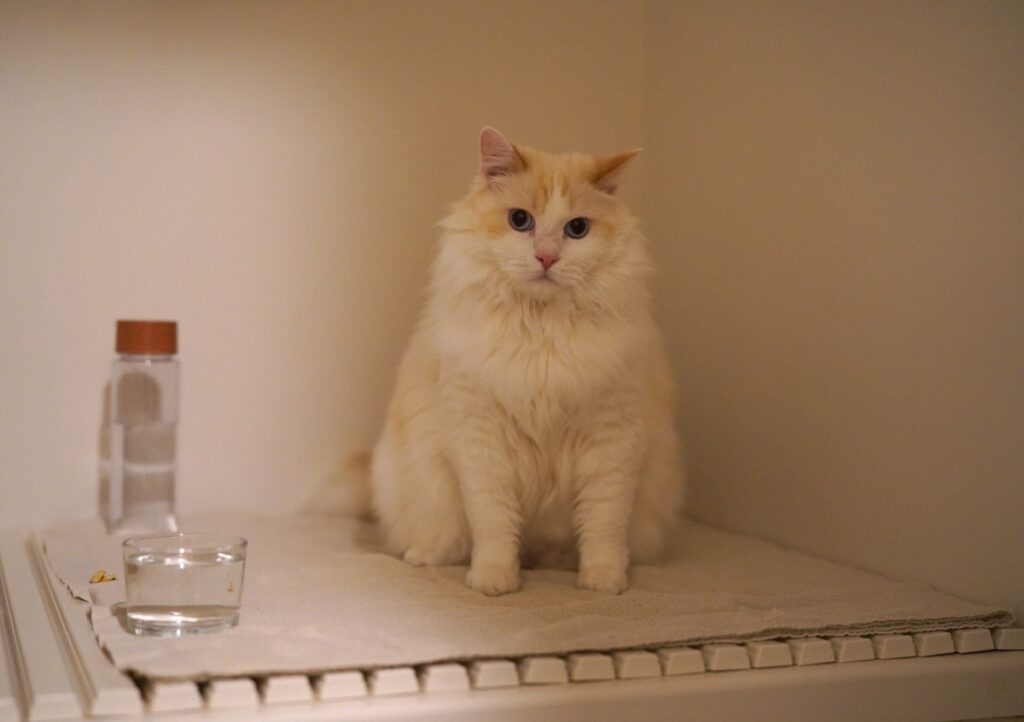ねえ、ちょっと。まだお風呂はいらないの？ ぴろろんって鳴ってたんだけど。【ファニーボーイ・スイのユニークな日々。】マンチカン