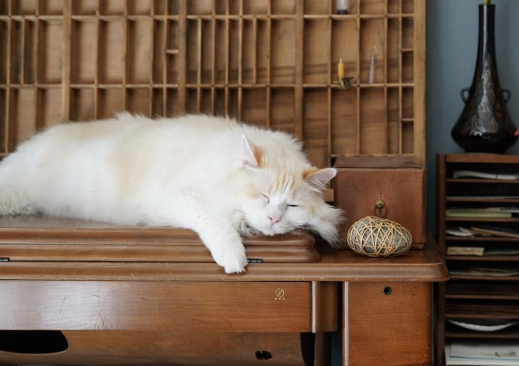 おれの自慢のもふもふに寝癖がついちゃうから、とりあえずこの体制で寝よう〜。【ファニーボーイ・スイのユニークな日々。】マンチカン