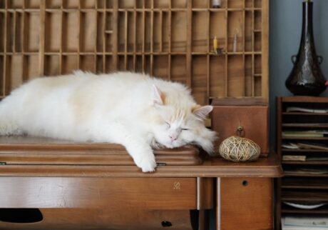 おれの自慢のもふもふに寝癖がついちゃうから、とりあえずこの体制で寝よう〜。【ファニーボーイ・スイのユニークな日々。】マンチカン