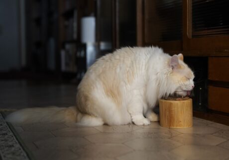 うまうま。やっぱりお昼は、焼かつおに限るなあ〜。【ファニーボーイ・スイのユニークな日々。】マンチカン