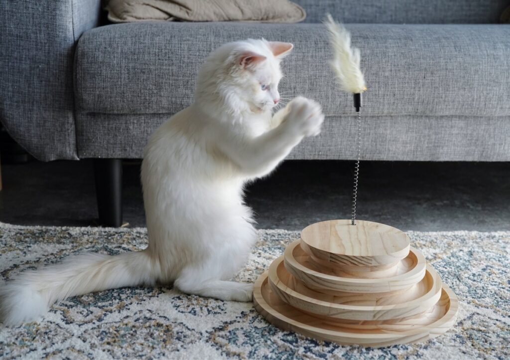 うりゃうりゃ〜〜〜。これがほんとの、ねこだまし〜〜！！【ファニーボーイ・スイのユニークな日々。】マンチカン