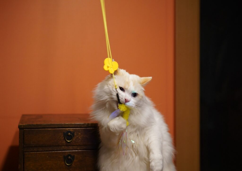 よし！ つかまえた！！ シャリシャリ噛むの、なんかいいじゃん。【ファニーボーイ・スイのユニークな日々。】マンチカン