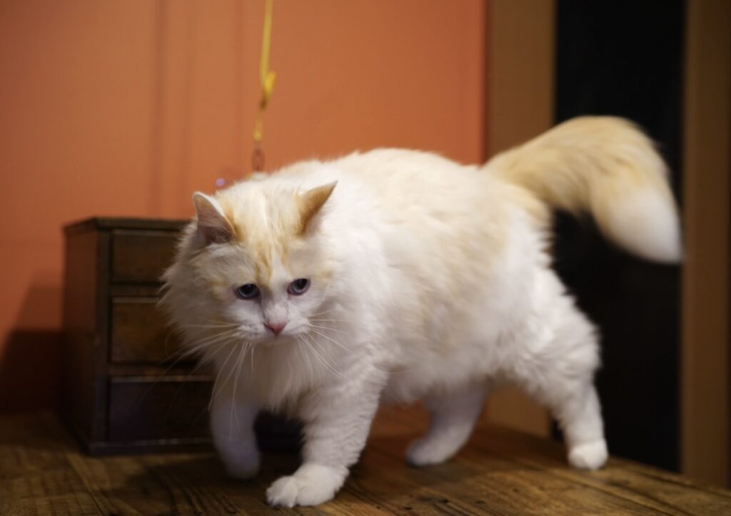 まあ、今日のところはこれくらいで勘弁してあげるか。【ファニーボーイ・スイのユニークな日々。】マンチカン