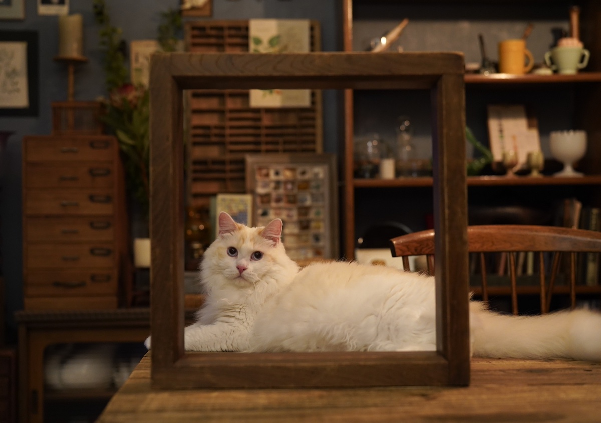 謎解きねこ、参上。【ファニーボーイ・スイのユニークな日々。vol.14】