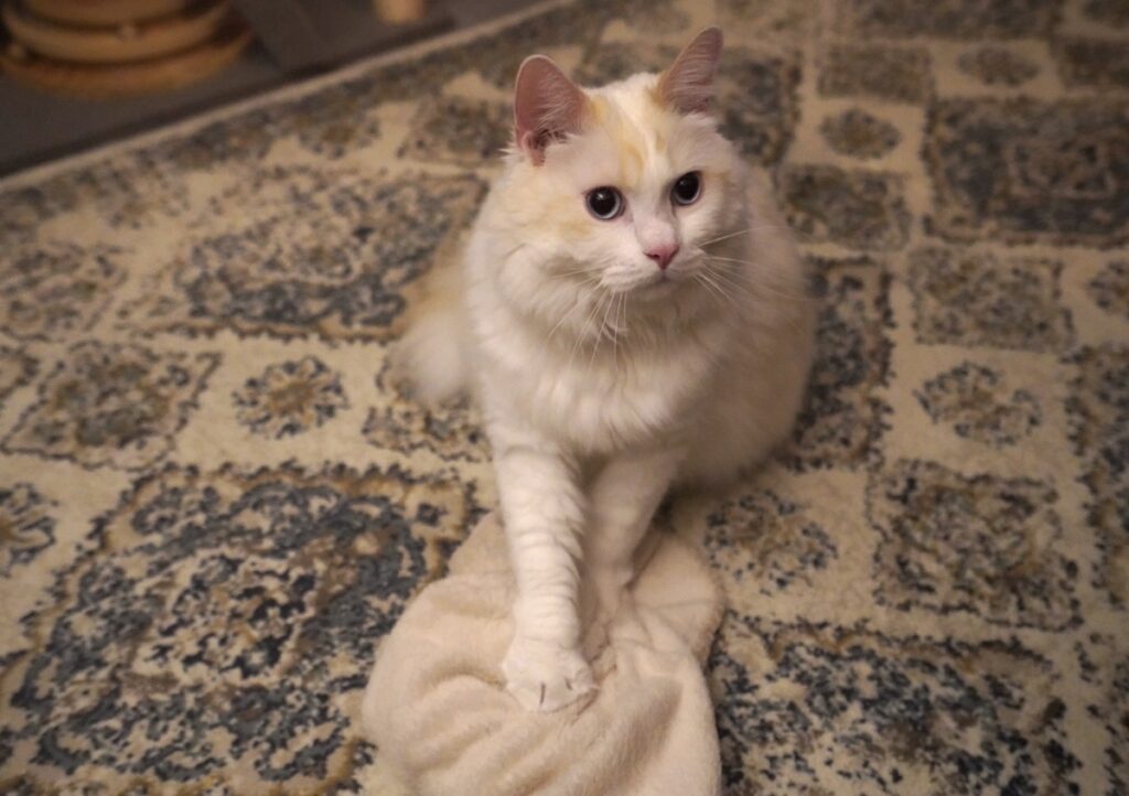 おれは、不定期でこねこね職人をしてます。【ファニーボーイ・スイのユニークな日々。】マンチカン
