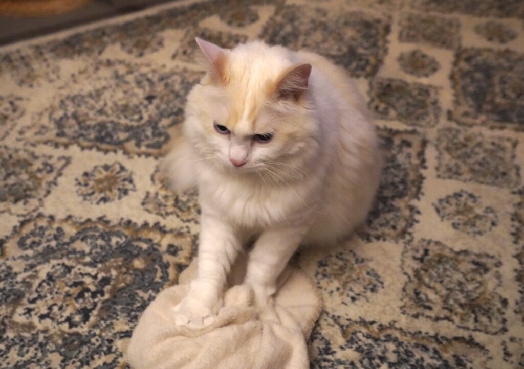 こねこね職人も、かれこれ3年目だしね。職人たるもの、妥協はできないってわけ。【ファニーボーイ・スイのユニークな日々。】マンチカン