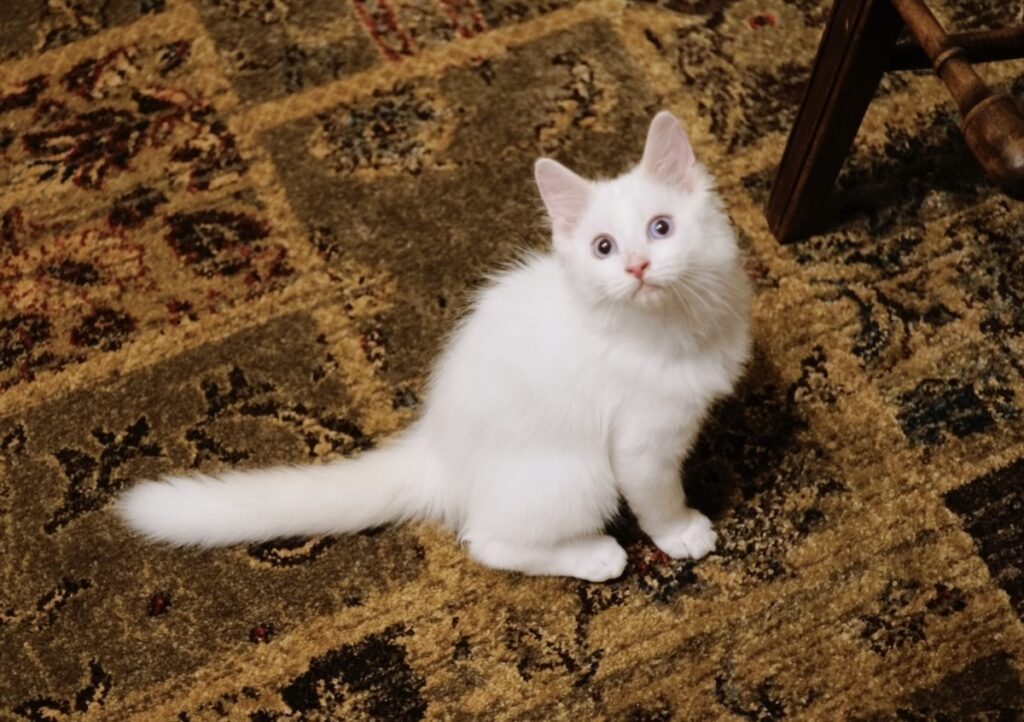 赤ちゃんのときの写真を大公開〜。このときのおれのもふもふは、雪みたいに真っ白だったみたい。【ファニーボーイ・スイのユニークな日々。】マンチカン