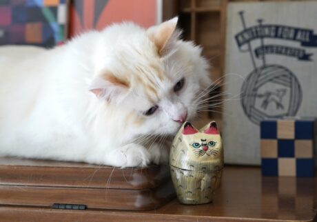 はじめましてのねこさんだ。うーん、きみってなんだか……。【ファニーボーイ・スイのユニークな日々。】マンチカン