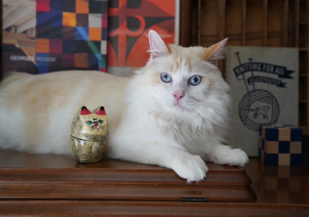 たぶん、このねこさん、おれのこと推してるみたい。【ファニーボーイ・スイのユニークな日々。】マンチカン