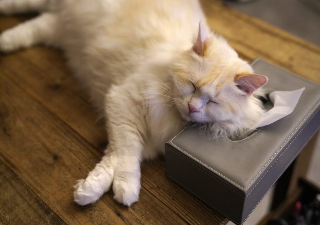 こっちのグレーの四角いのは、少し高さがあるんだけど、仮眠のときにはいいんだよね。【ファニーボーイ・スイのユニークな日々。】マンチカン