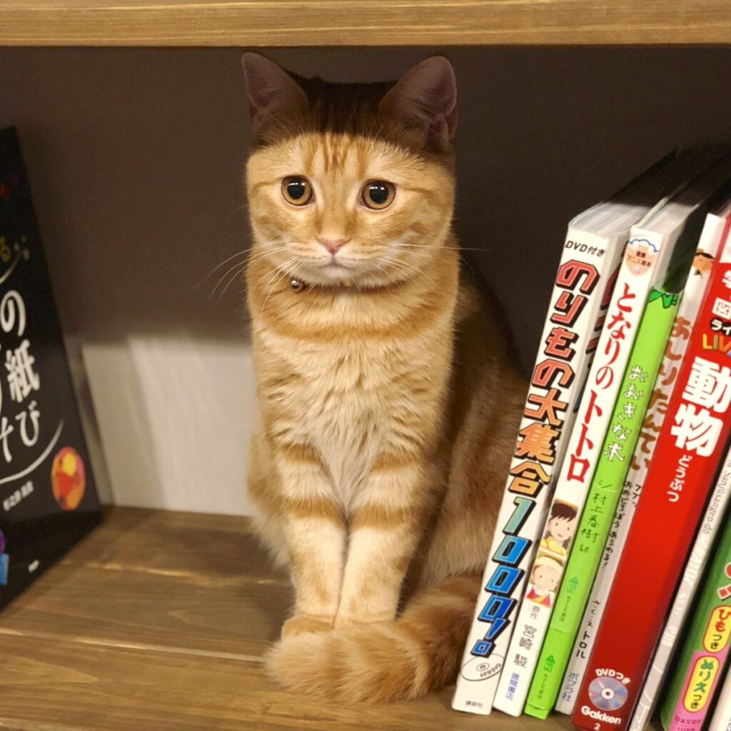 ジャストフィットが落ち着くの。茶トラ ハナ